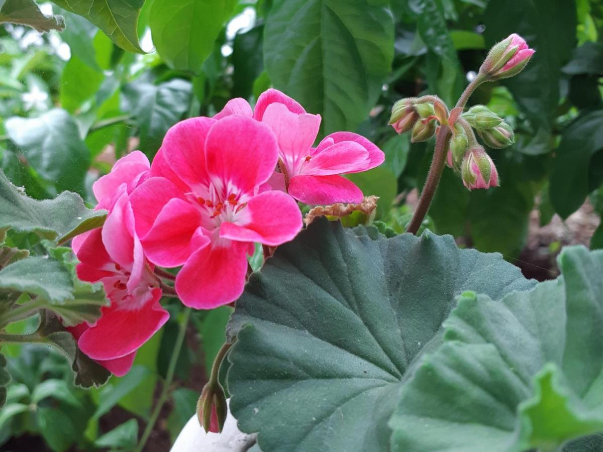 Apartment Noa'S Garden بيبينيا المظهر الخارجي الصورة
