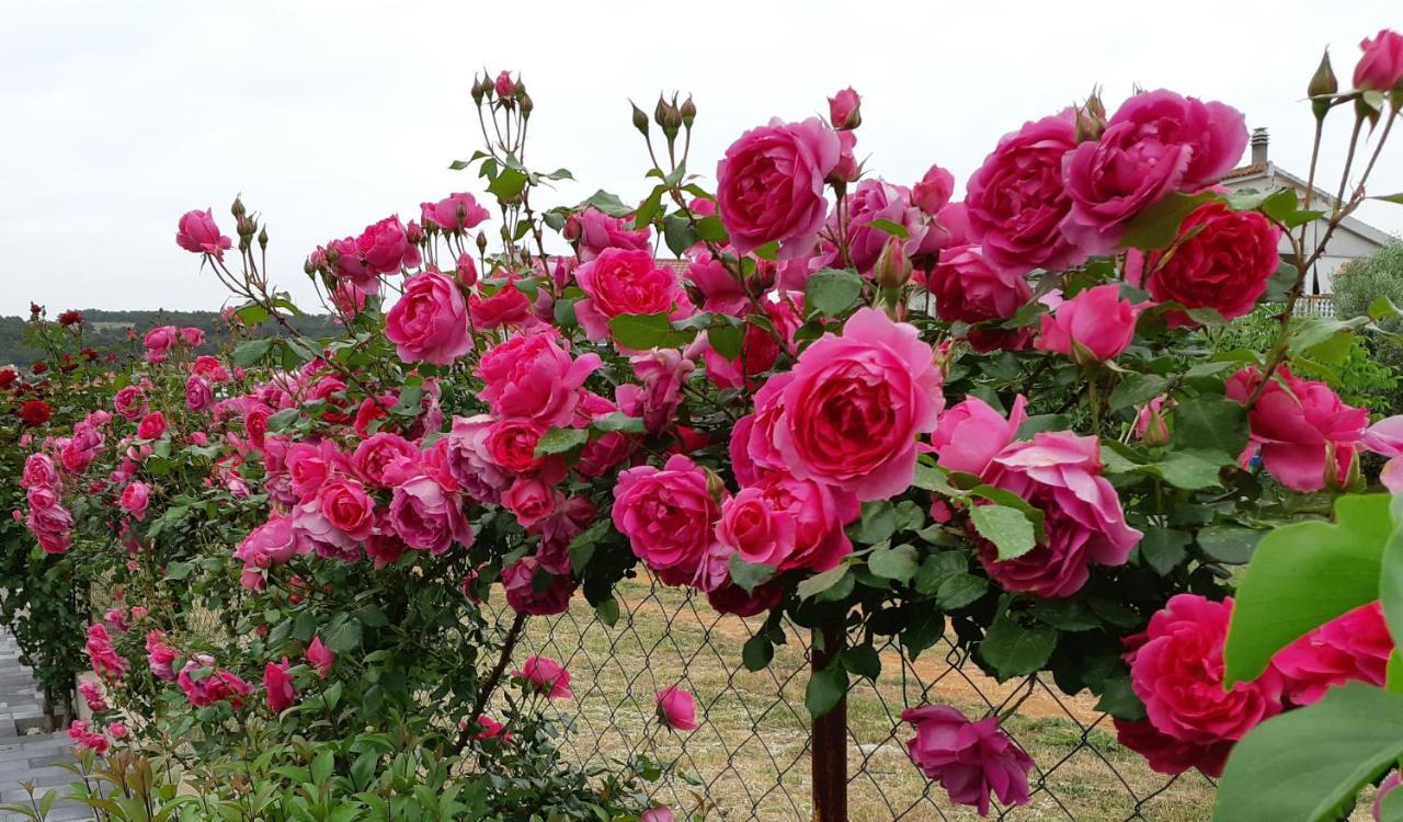 Apartment Noa'S Garden بيبينيا المظهر الخارجي الصورة