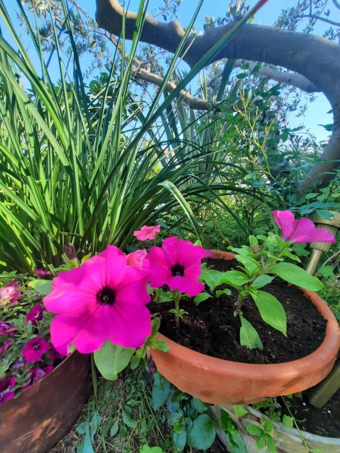 Apartment Noa'S Garden بيبينيا المظهر الخارجي الصورة